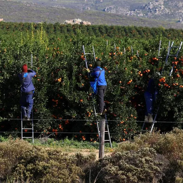 Middle East shipping uncertainty pressures Western Cape trade