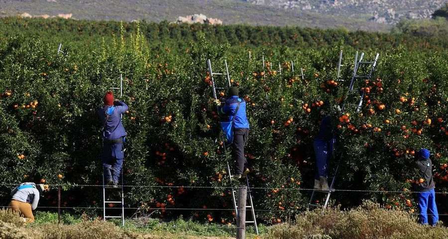 Middle East shipping uncertainty pressures Western Cape trade