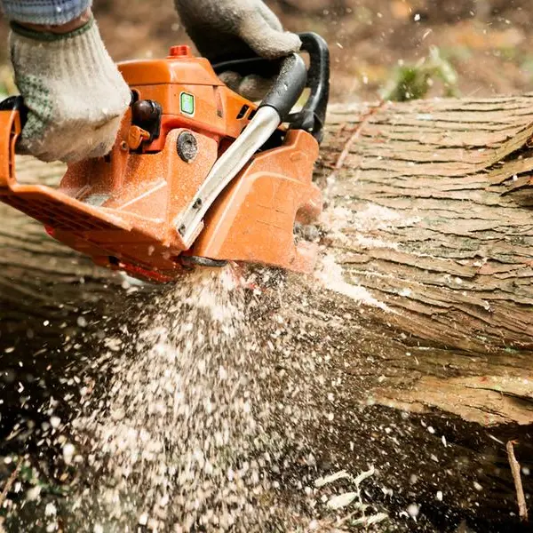 Nigeria: Warning against indiscriminate tree cutting along Enugu-Onitsha highway