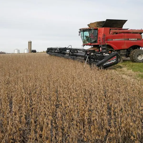 Soybeans rise on U.S. crop downgrade, vegoil rally