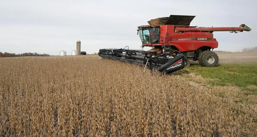 Soybeans rise on U.S. crop downgrade, vegoil rally