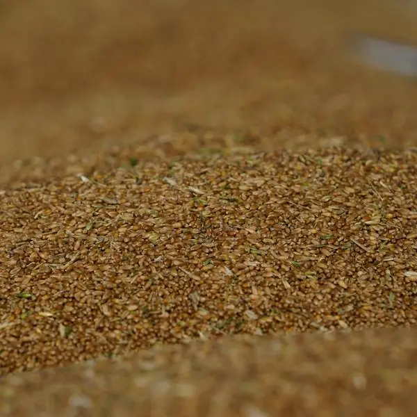 Jordan issues tender to buy up to 120,000 metric tons wheat, traders say