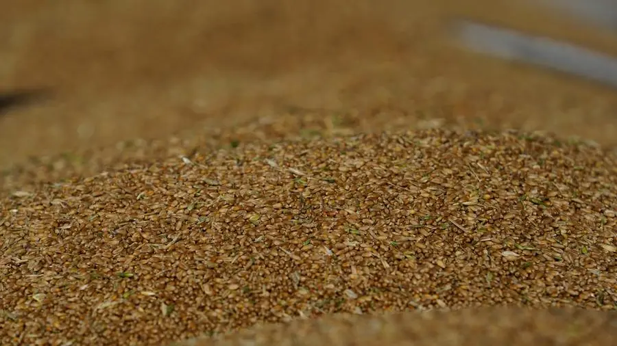 Jordan issues tender to buy up to 120,000 metric tons wheat, traders say