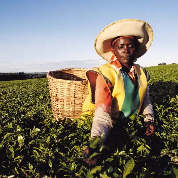 Kenya forms task force to address huge volumes of unsold tea at auction centre