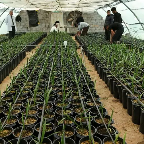 Rising salinity and heat push Basra to grow date palms in the lab