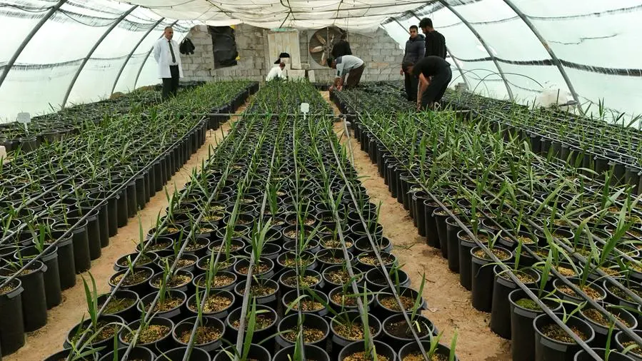 Rising salinity and heat push Basra to grow date palms in the lab