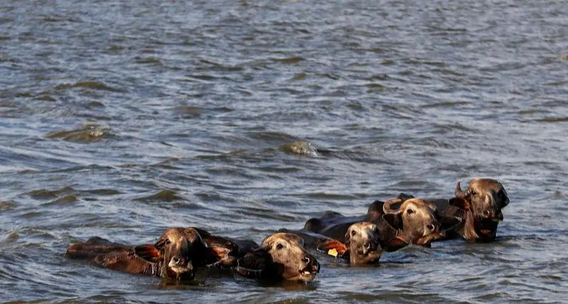 زاوية بودكاست: أرقام كبيرة في مصر وطرح سعودي جديد