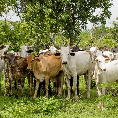 Nigeria: Revitalising livestock sector for economic growth and harmony