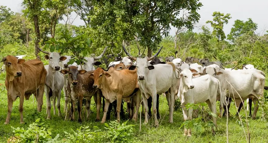 Nigeria: Revitalising livestock sector for economic growth and harmony