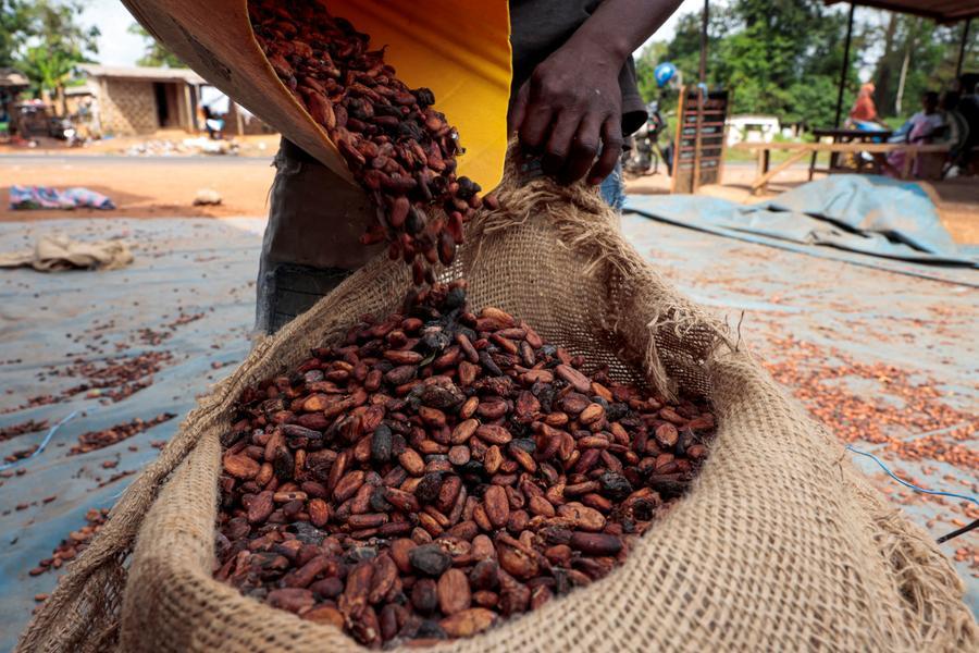 Ghana and Ivory Coast agree to start 2026/27 cocoa season on September 1