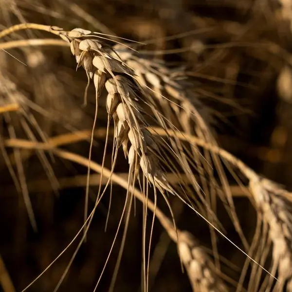 Jordan tenders to buy 120,000 metric tons feed barley, traders say