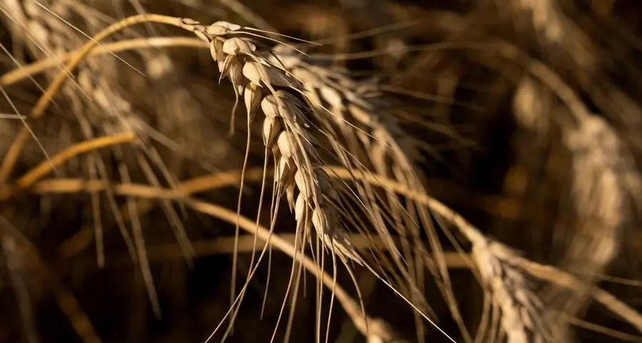Jordan tenders to buy 120,000 metric tons feed barley, traders say