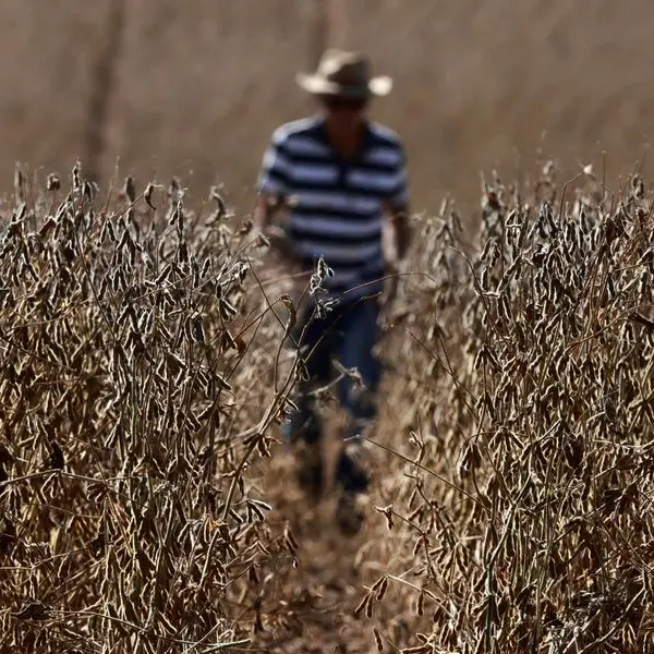 Funds flirt with record meal short as US soy crush booms - Braun