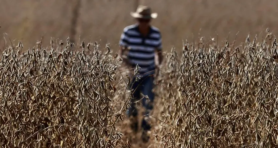 Funds flirt with record meal short as US soy crush booms - Braun