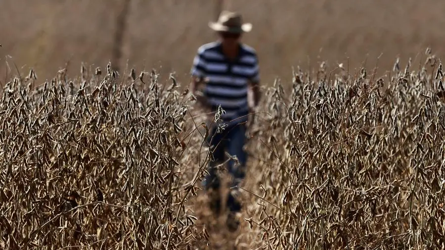 Funds build record bearish soymeal bets as futures hit multi-year lows - Braun