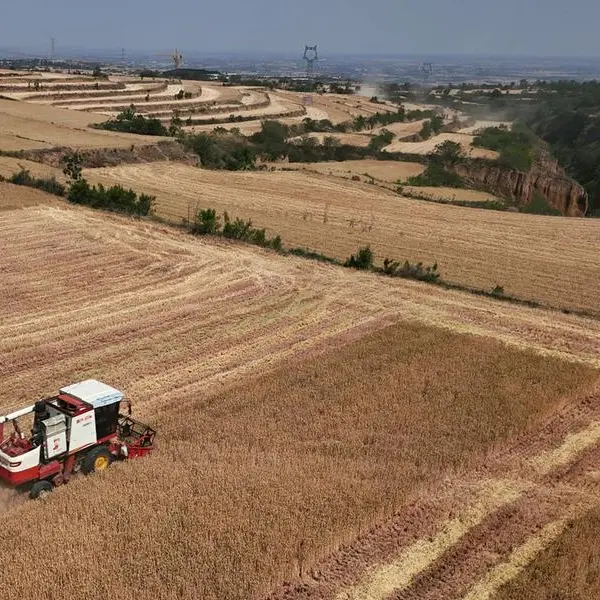 Beijing pushes rapid introduction of new soybean, corn, and wheat varieties