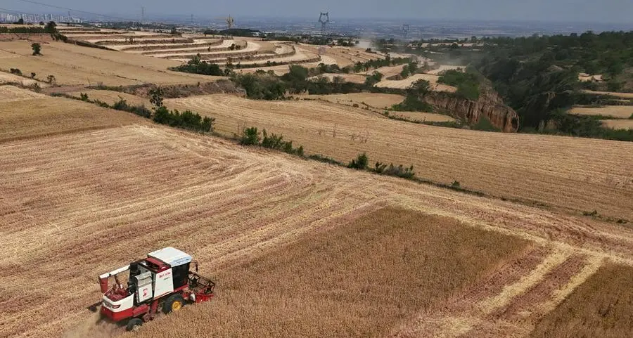 Beijing pushes rapid introduction of new soybean, corn, and wheat varieties