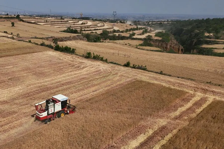 A drone view shows a combine harvester working on a hilly wheat field at the drought-hit Yongshou county in Xianyang, Shaanxi province, China May 29, 2025. REUTERS/Florence Lo. , Reuters