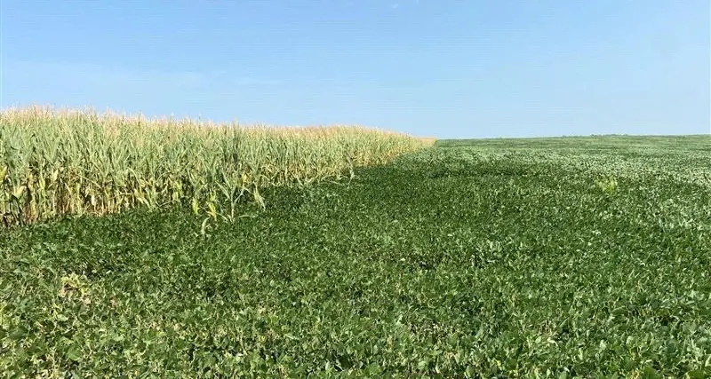 Funds’ CBOT corn and wheat views moving out-of-bounds, again: Braun