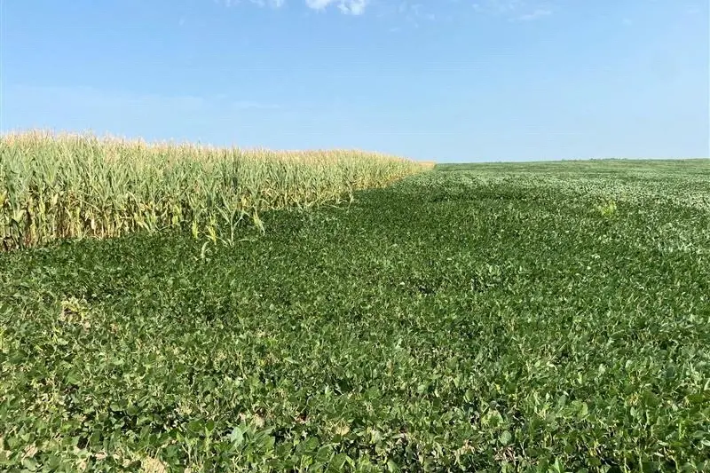 FILE PHOTO: Corn and soybeans await much needed rain after a historically dry growing season outside of Yankton, South Dakota, U.S. August 16, 2021. REUTERS/Karen Braun. , Reuters