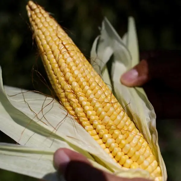 Algeria has issued new tender for 240,000 T corn, traders say