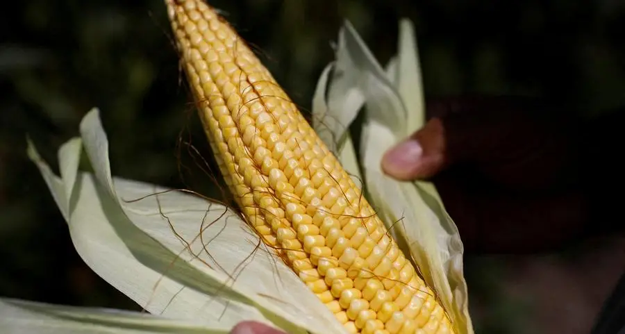 Algeria has issued new tender for 240,000 T corn, traders say
