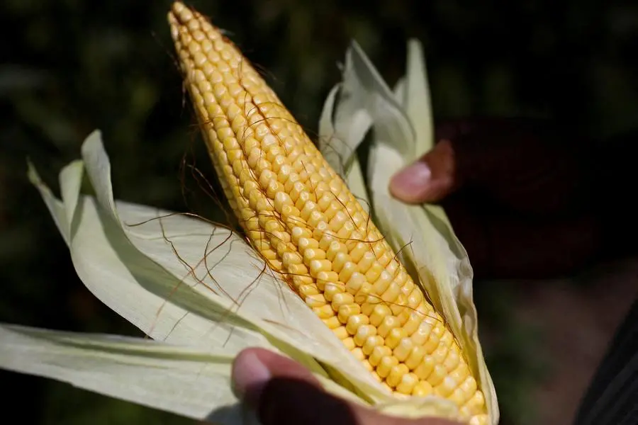 FILE PHOTO: A corn cob is pictured in a corn field at Chapingo Autonomous University, in Texcoco, Mexico September 20, 2023. REUTERS/Raquel Cunha. , Reuters
