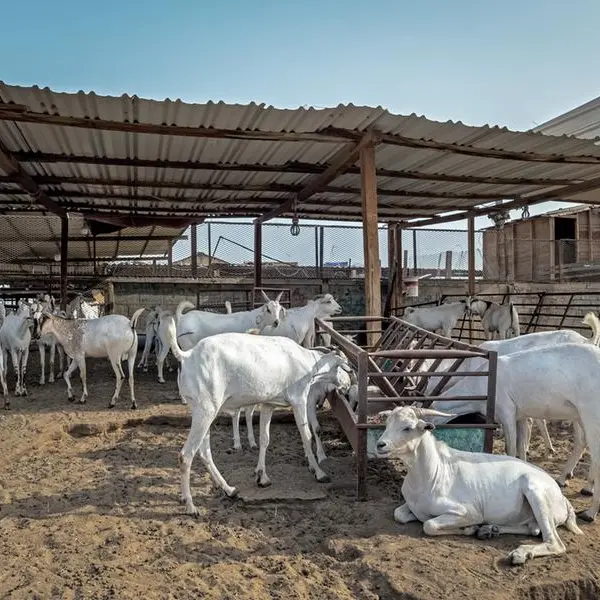 Jubail Livestock Farm Complex over 75% complete