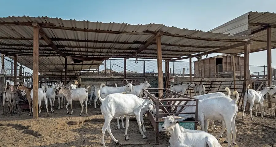 Jubail Livestock Farm Complex over 75% complete