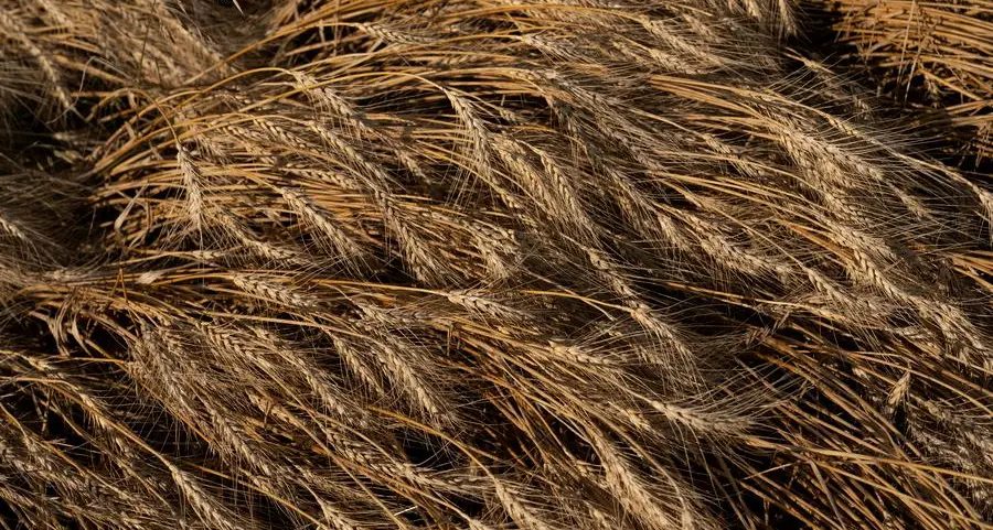 Jordan issues tender to buy up to 120,000 T wheat, traders say
