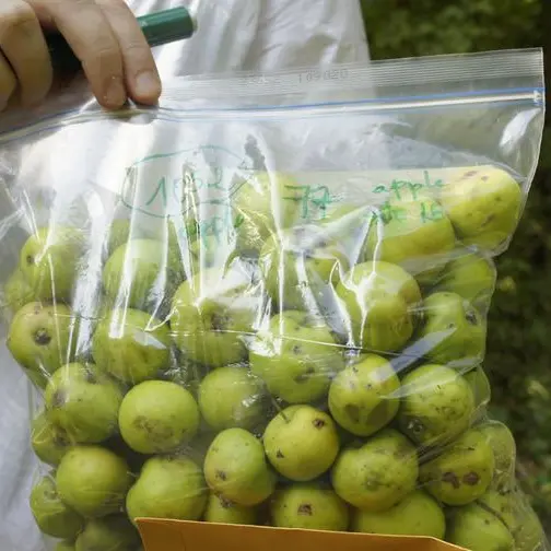 دراسة جديدة من جامعة نيويورك أبوظبي تكشف كيف تطوّر التفاح عبر تبادل مستمر مع الأشجار البرية