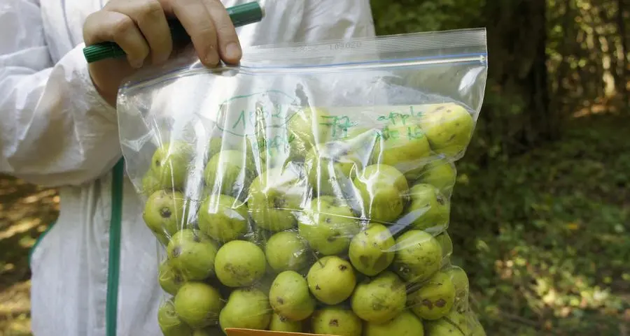 دراسة جديدة من جامعة نيويورك أبوظبي تكشف كيف تطوّر التفاح عبر تبادل مستمر مع الأشجار البرية