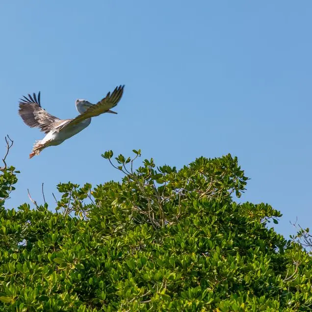 Saudi Arabia launches winter census of water birds in Farasan reserve