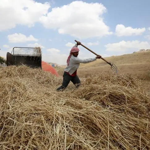 Jordan tenders to buy 120,000 metric tons feed barley, traders say