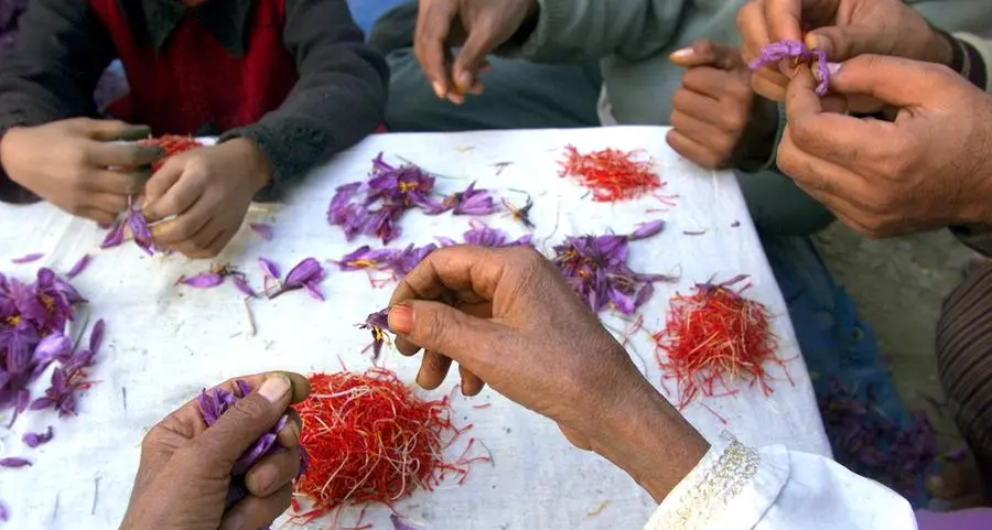 Kashmir's saffron growers experiment with indoor farming as climate pressures mount