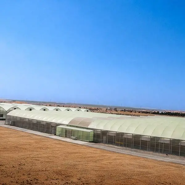 New tomato farm in Al Ain to Produce 150,000kgs of fresh tomatoes annually
