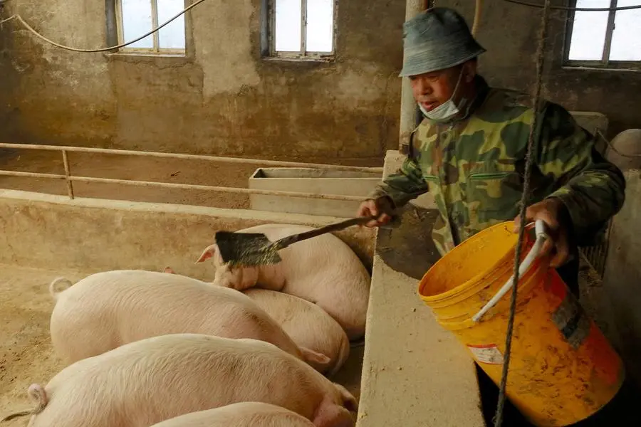 FILE PHOTO: Pig farmer Han Yi feeds pigs on his farm at a village in Changtu county, Liaoning province, China January 17, 2019. Picture taken January 17, 2019. REUTERS/Ryan Woo/File Photo , Reuters/REUTERS