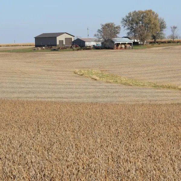 US crop cut estimate supports soybeans, wheat falls on rain forecasts