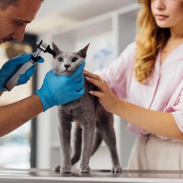 Bahrain: Resumption of government veterinary services proposed