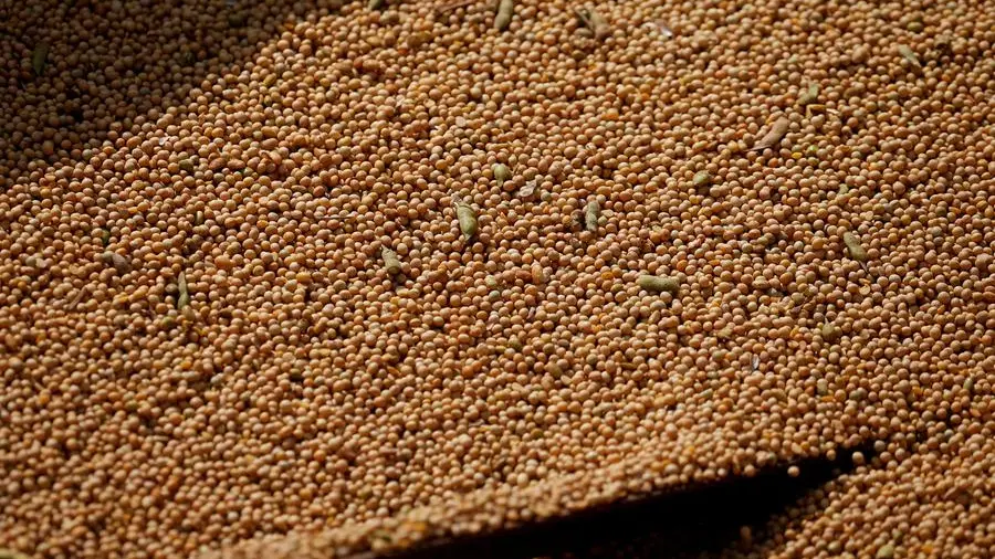Soybeans up, set for fifth week of gains on crude oil rally