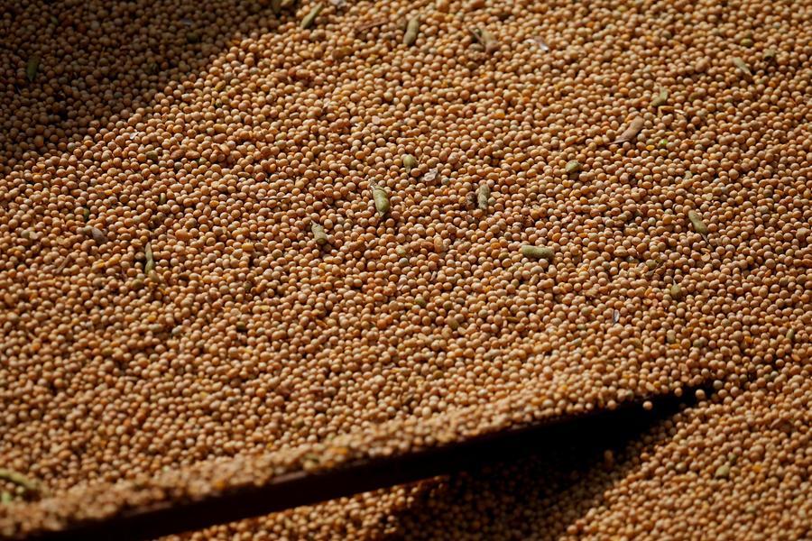 Chicago soybeans fall as Trump-Xi meeting delay dampens Chinese demand hopes