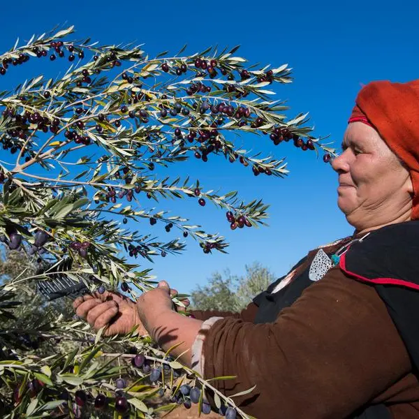 Tunisia: President stresses need to take urgent measures to safeguard olive harvest