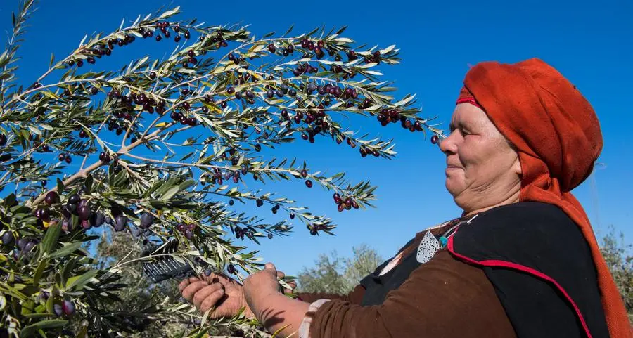 Tunisia: President stresses need to take urgent measures to safeguard olive harvest