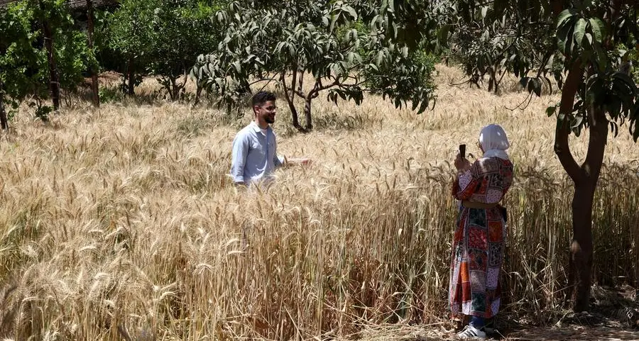 Egypt aims to boost local wheat procurement to cut imports, says minister