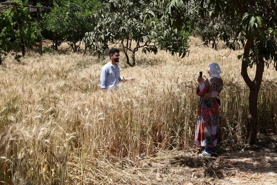 A visitor is photographed in a wheat field during a day trip that is a part of activities sponsored by Nawaya, a non-profit initiative aimed at preserving traditional knowledge, practices, and stories behind Egypt\\u2019s culinary heritage, in Giza, Egypt April 18, 2025. REUTERS/Mohamed Abd El Ghany. , Reuters