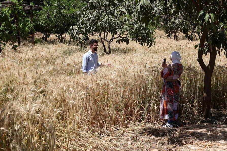 Egypt: IDSC highlights varied movement in food commodities, vegetables