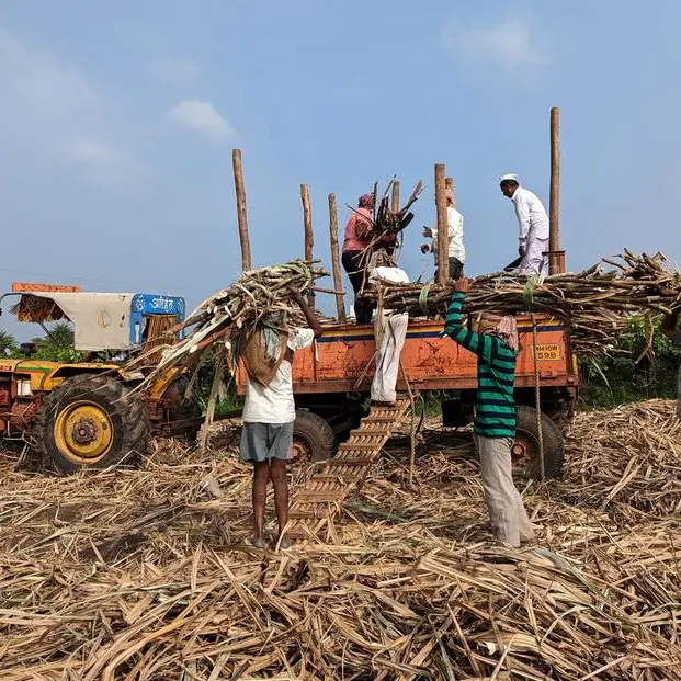 India sugar output to rebound to record next year, could revive exports