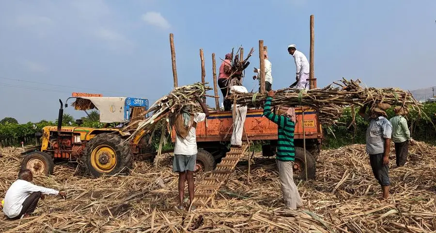 India sugar output to rebound to record next year, could revive exports