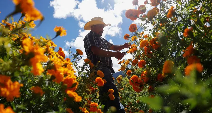 US farmers back Trump but face pain from China tariff threats