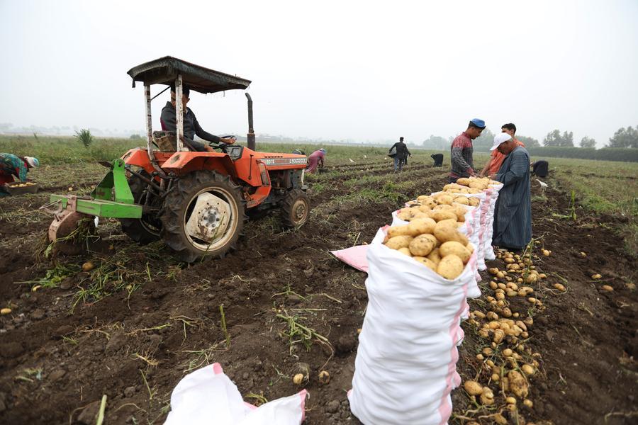 Egypt’s agricultural exports leap to 9.5mln tons in 2025